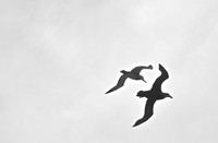 Pair of Wandering Albatross