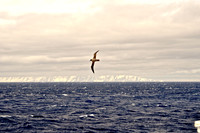 Antarctica - First Sighting