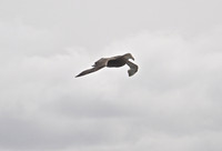 Giant Southern Petrel
