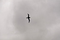 Sooty Albatross