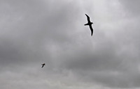 Pair of Sooty Albatross