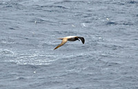 Sooty Albatross