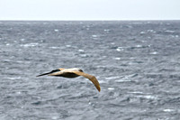 Sooty Albatross