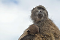 Chacma Baboon and Child