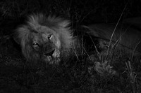 Kruger Lion